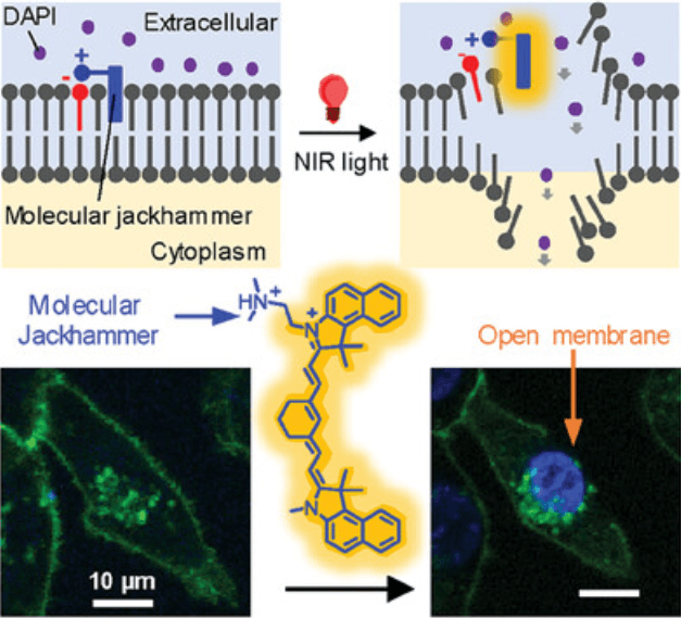Advanced Materials Cover - Molecular Jackhammers