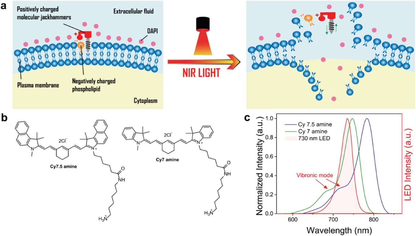 Advanced Science Cover - NIR-Activated Molecular Jackhammers